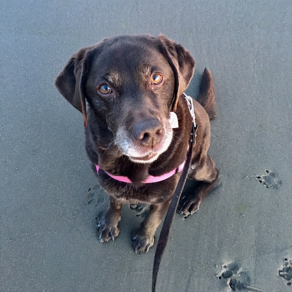 Meet your Posher, Maggie
